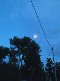 Low angle view of trees against sky