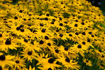 Close-up of sunflower blooming in field