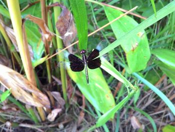 High angle view of insect on plant