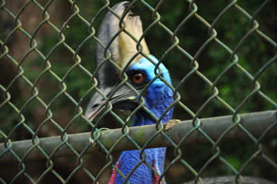 Close-up of bird in cage