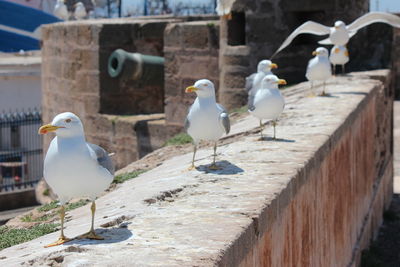 Seagulls perching on wall