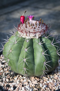 Cephalium,flower and socket fruit of melocactus in planting pot