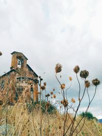 Plants growing on abandoned building by sea against sky