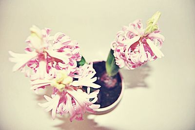 Close-up of pink flowers