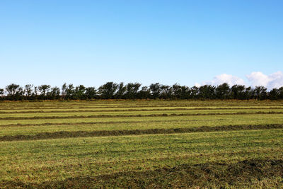 Scenic view of field against clear sky