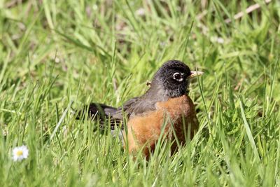 Close-up of robin on grassy field
