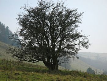 Tree on landscape against sky