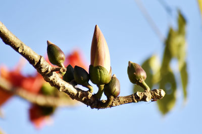 Low angle view of plant