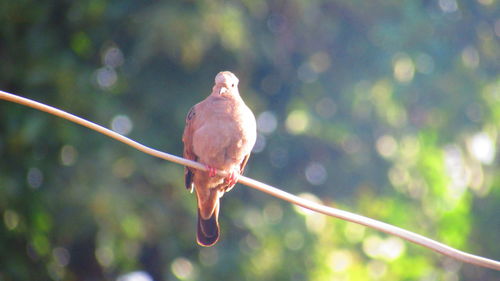 Close-up of bird perching on wall