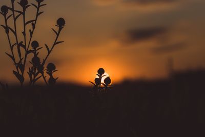 Close-up of silhouette plant on field against sky during sunset