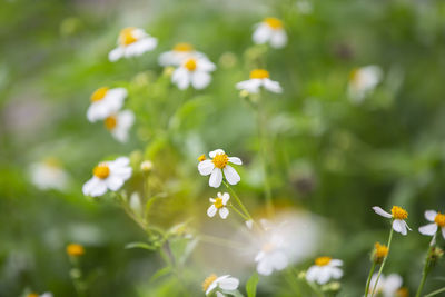 Close-up of white flowering plants on field