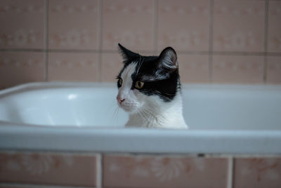 Close-up of black cat in bathroom