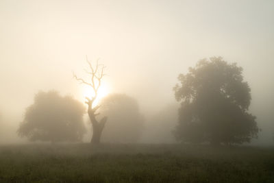 Silhouette trees on field against sky during foggy weather