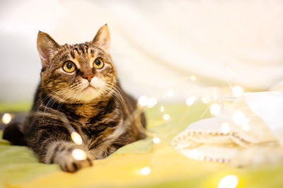 Close-up portrait of cat relaxing at home