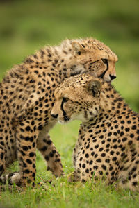 Close-up of cheetah nuzzling cub in grass