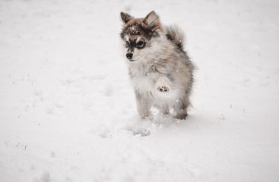 View of playful puppy finnish lapphund dog on snow