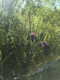 Plants growing on a tree