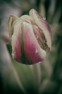 Close-up of pink rose