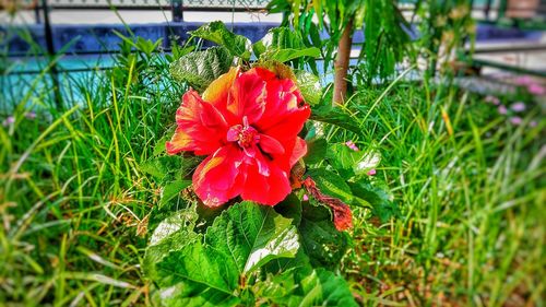 Close-up of red flower blooming outdoors