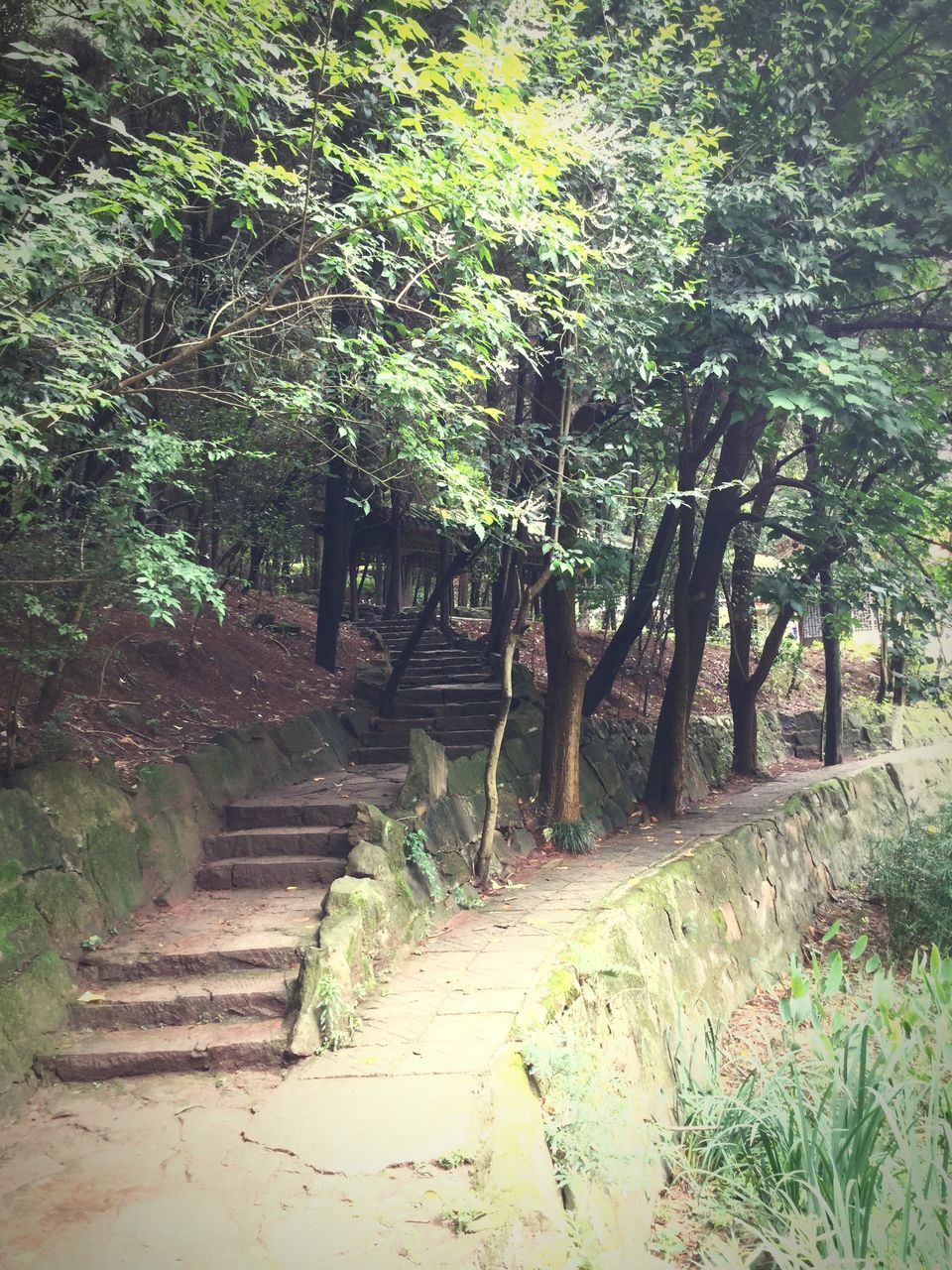 tree, growth, the way forward, tranquility, plant, nature, footpath, built structure, park - man made space, green color, tranquil scene, steps, walkway, sunlight, forest, branch, day, wood - material, architecture, outdoors