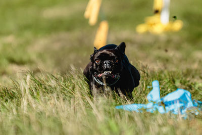 French bulldog running and catching lure on coursing competition