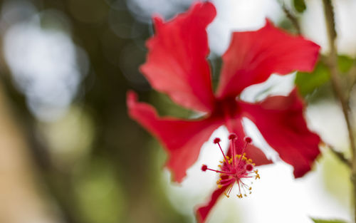 Close-up of insect on flowers