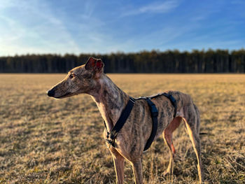 Dog on field