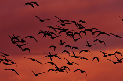 Low angle view of birds flying in sky