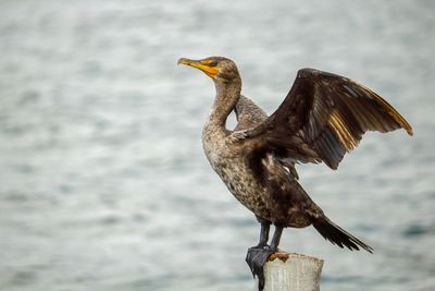 Close-up of bird perching on wooden post