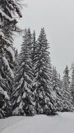 Snow wood winter