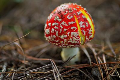 Close-up of fly agaric mushroom on field