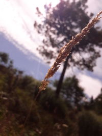 Close-up of tree against sky