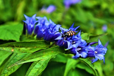 Close-up of insect pollinating on purple flower