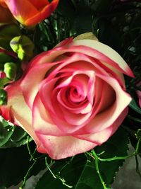 Close-up of pink rose blooming outdoors