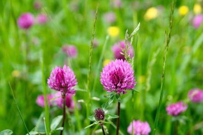Close-up of pink flowers