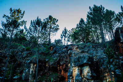 Low angle view of trees against sky in forest