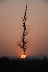 Silhouette bare tree against orange sky