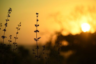 Low angle view of silhouette plants against sky during sunset