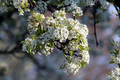 Close-up of white flowers