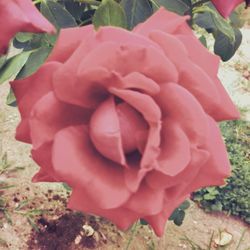 Close-up of pink rose