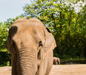 Close-up portrait of elephant in forest