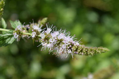 Close-up of white flowers