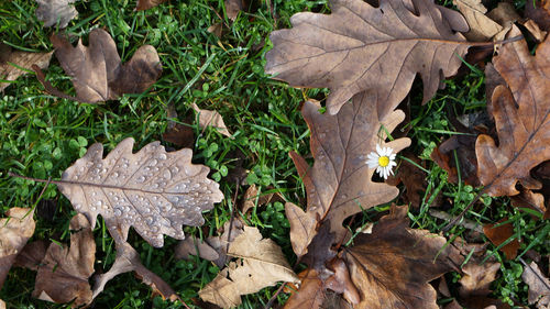 High angle view of dry autumn leaves