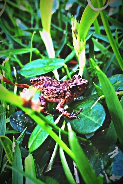 CLOSE-UP OF GRASSHOPPER ON PLANT