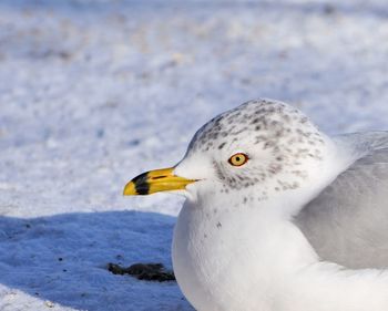 Close-up of seagull on snow