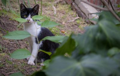 Close-up of cat