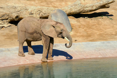 Elephant is drinking water at the watering hole in a safari park. young elephant at the zoo.