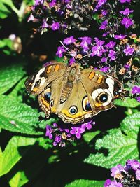 Close-up of butterfly pollinating on purple flower