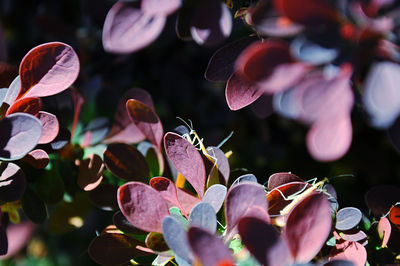 Close-up of newly hatched praying mantis in barberry bushes