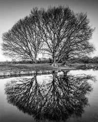 Bare tree by lake against sky during winter